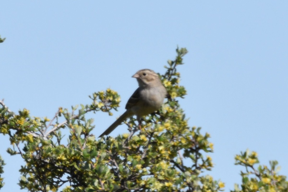 Brewer's Sparrow - ML637448038
