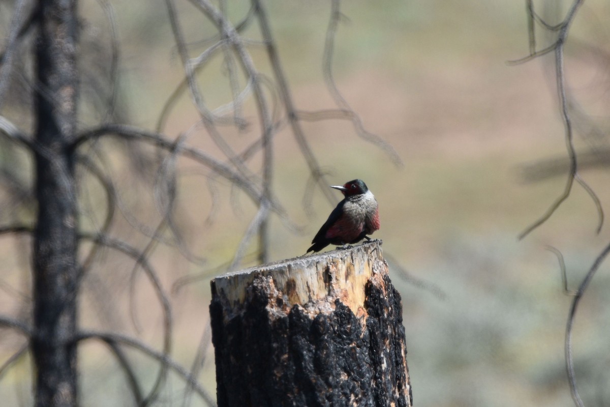 Lewis's Woodpecker - ML637448040