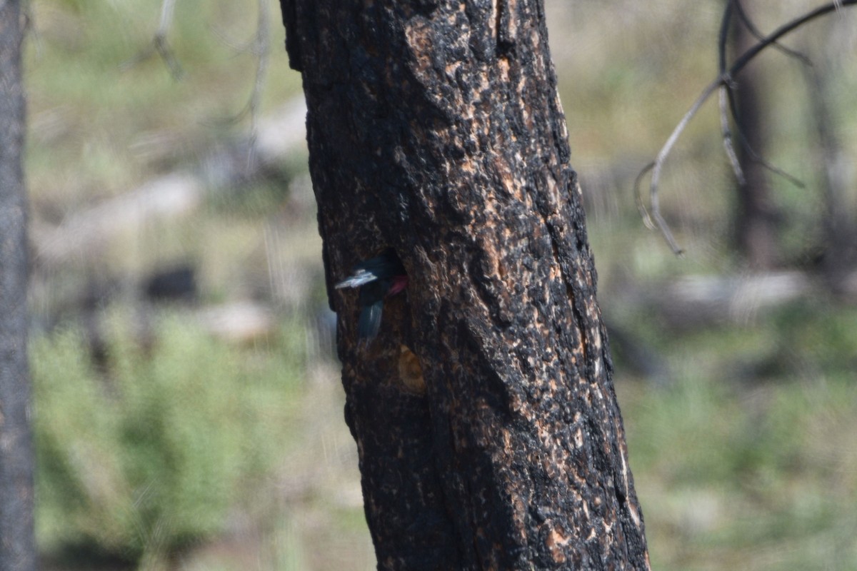 Lewis's Woodpecker - ML637448041