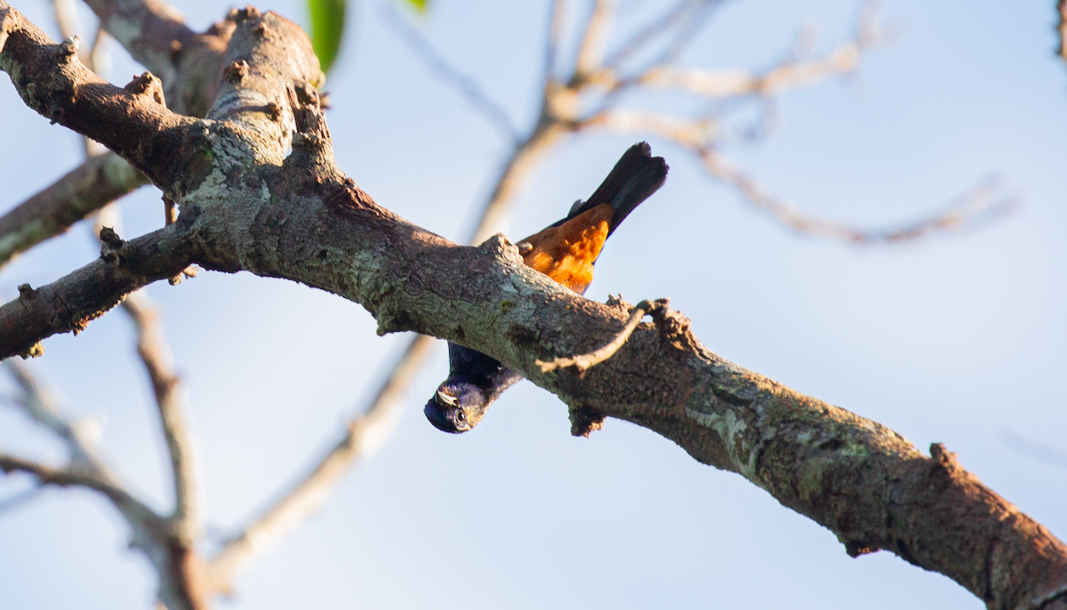 Opal-rumped Tanager - ML637448087