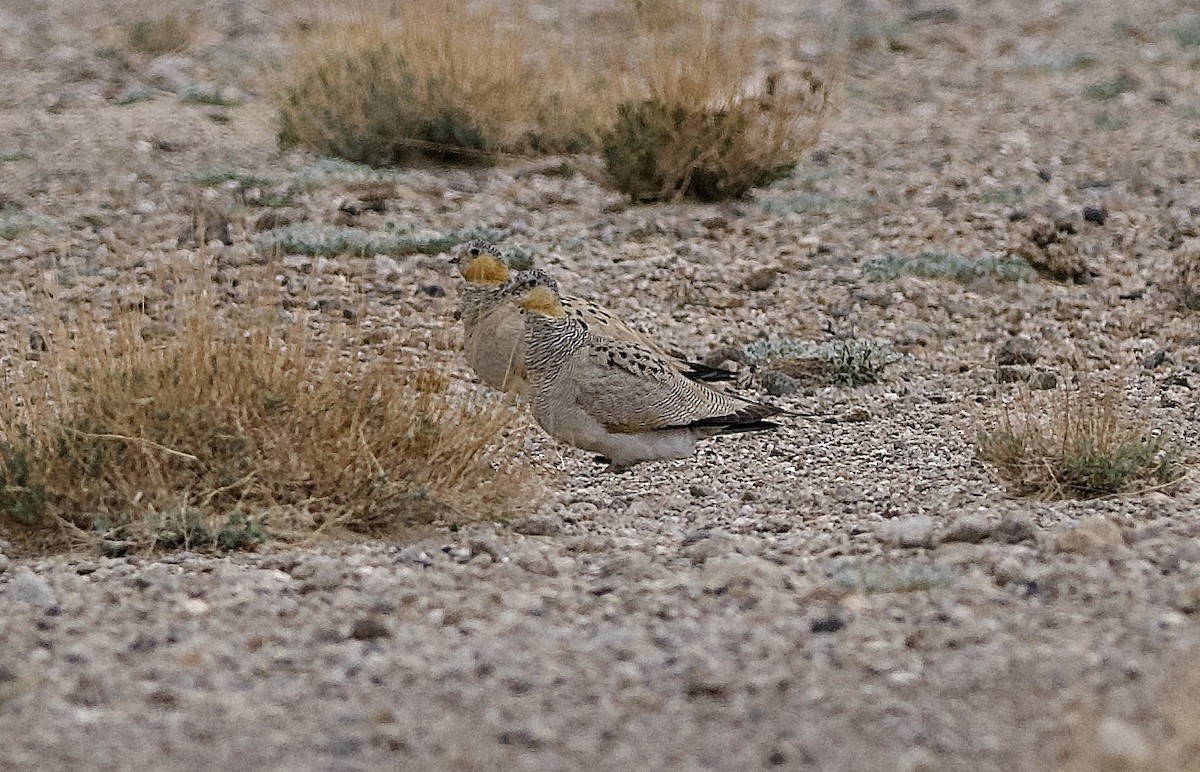 Tibetan Sandgrouse - ML637448188