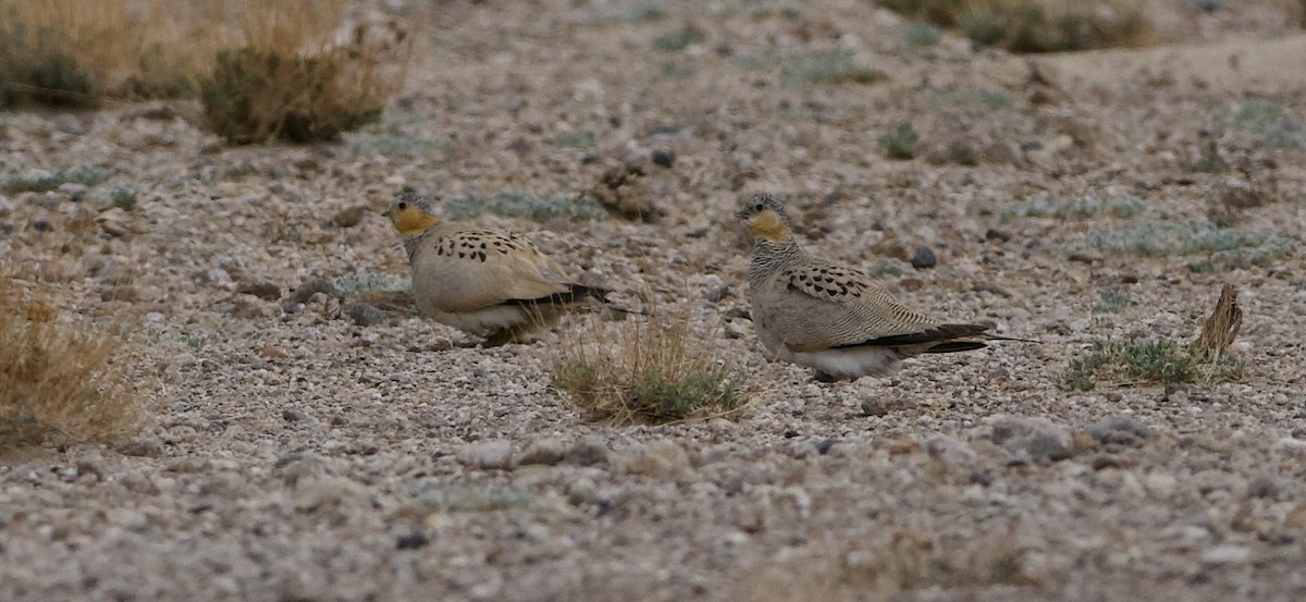 Tibetan Sandgrouse - ML637448189