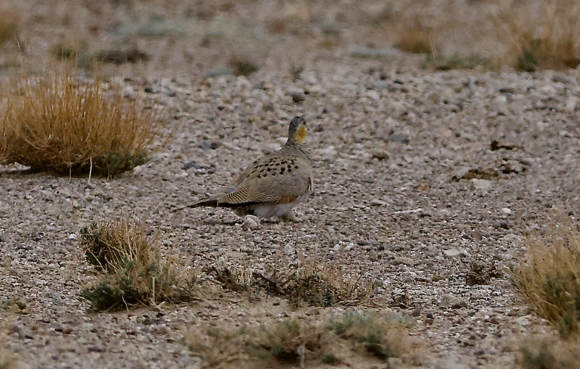 Tibetan Sandgrouse - ML637448190