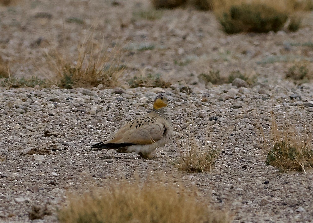 Tibetan Sandgrouse - ML637448191