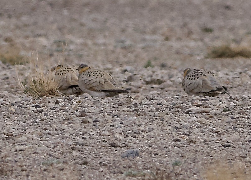 Tibetan Sandgrouse - ML637448192