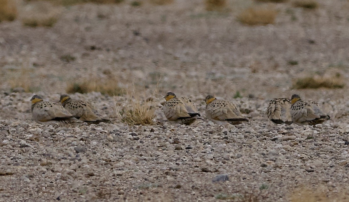 Tibetan Sandgrouse - ML637448193