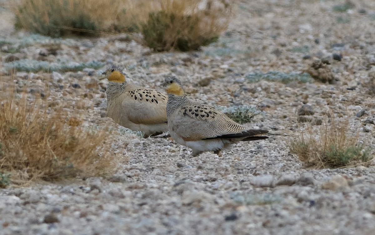 Tibetan Sandgrouse - ML637448194