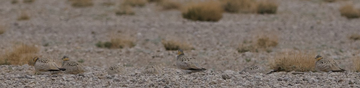 Tibetan Sandgrouse - ML637448195