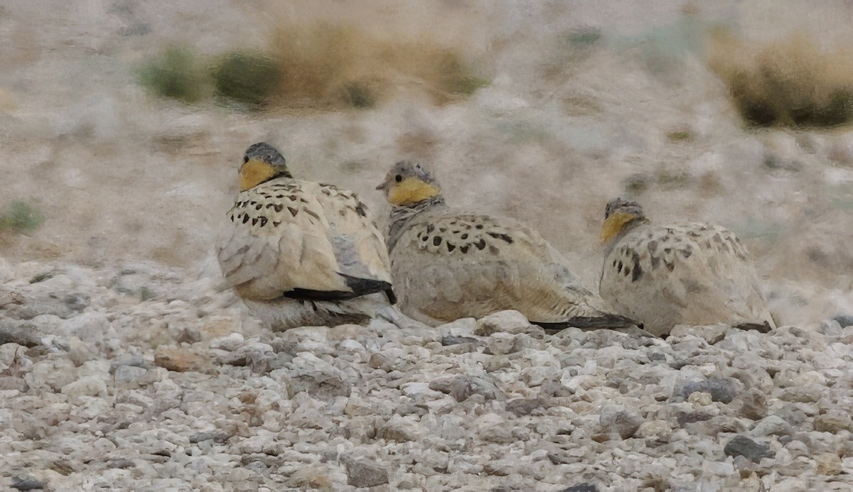 Tibetan Sandgrouse - ML637448196