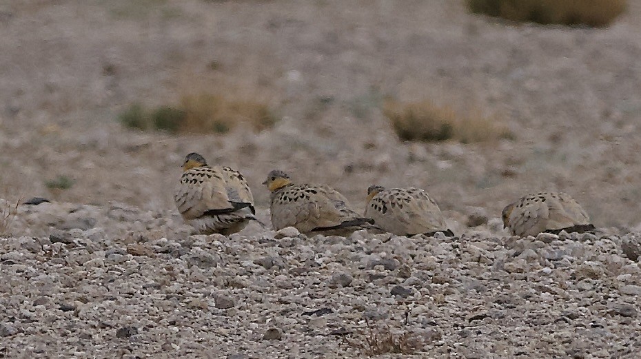 Tibetan Sandgrouse - ML637448197