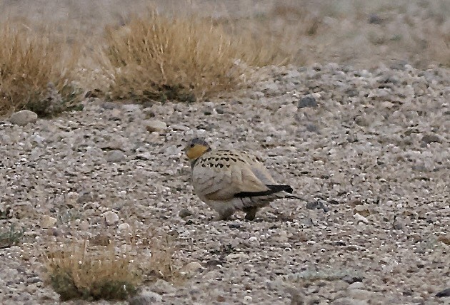 Tibetan Sandgrouse - ML637448198