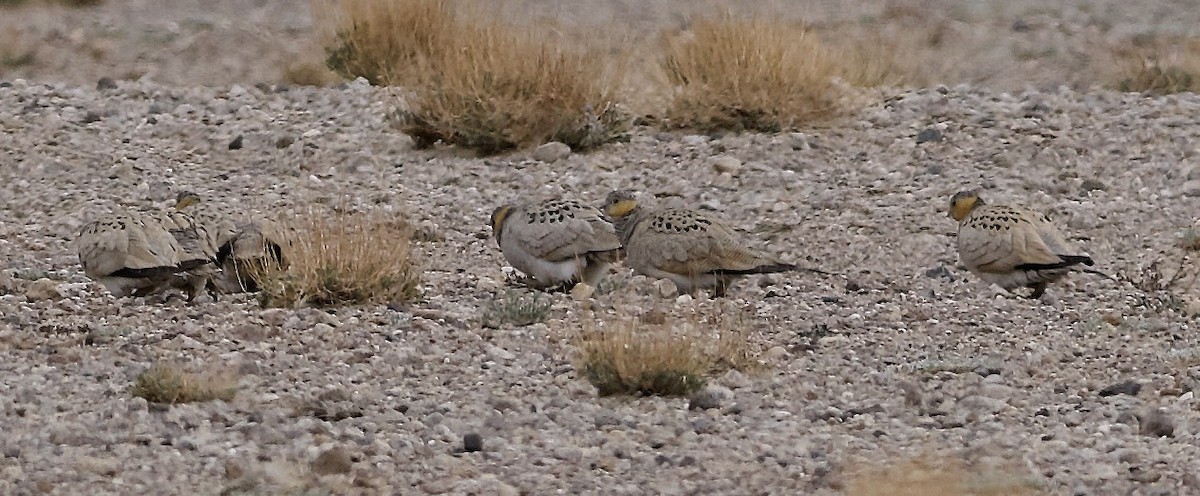 Tibetan Sandgrouse - ML637448199
