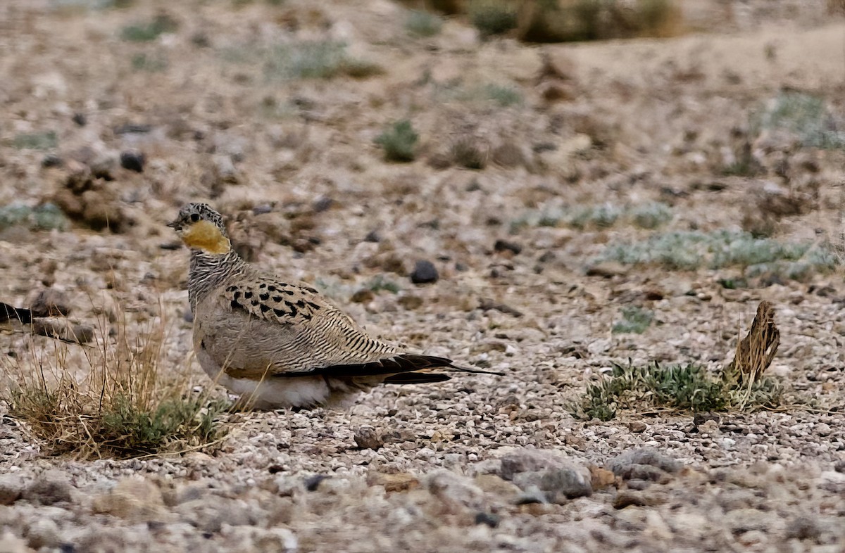 Tibetan Sandgrouse - ML637448200