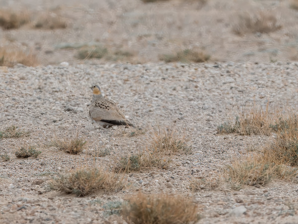 Tibetan Sandgrouse - ML637448201