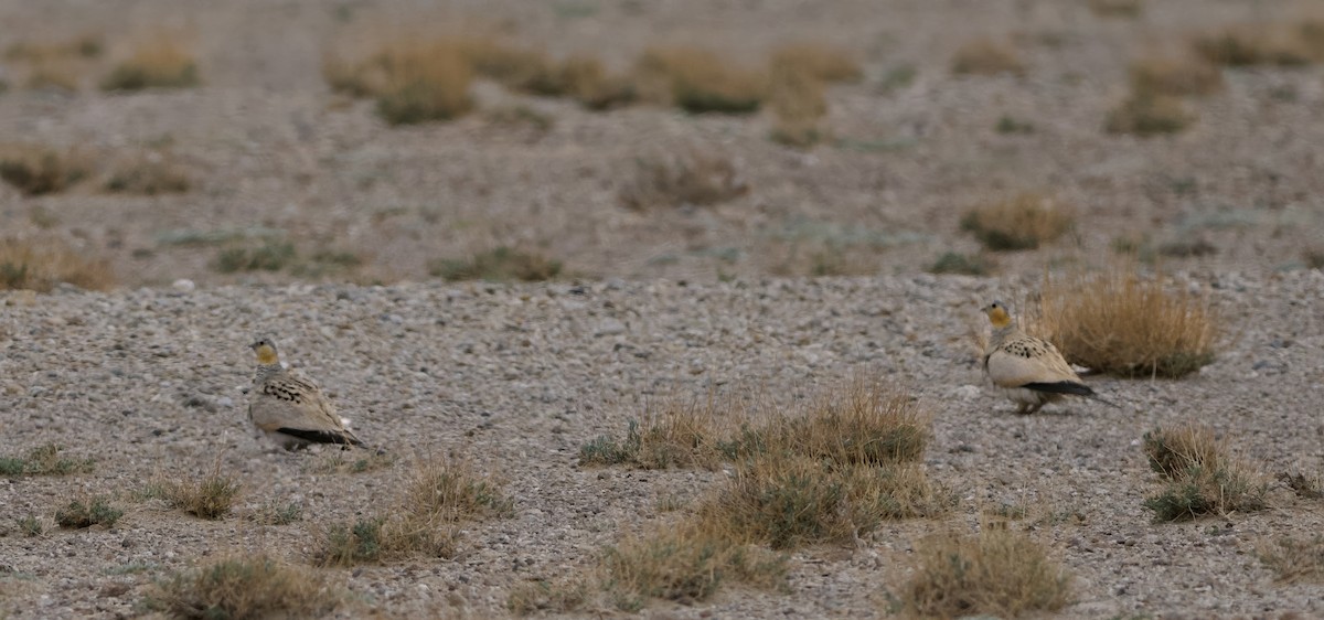 Tibetan Sandgrouse - ML637448202