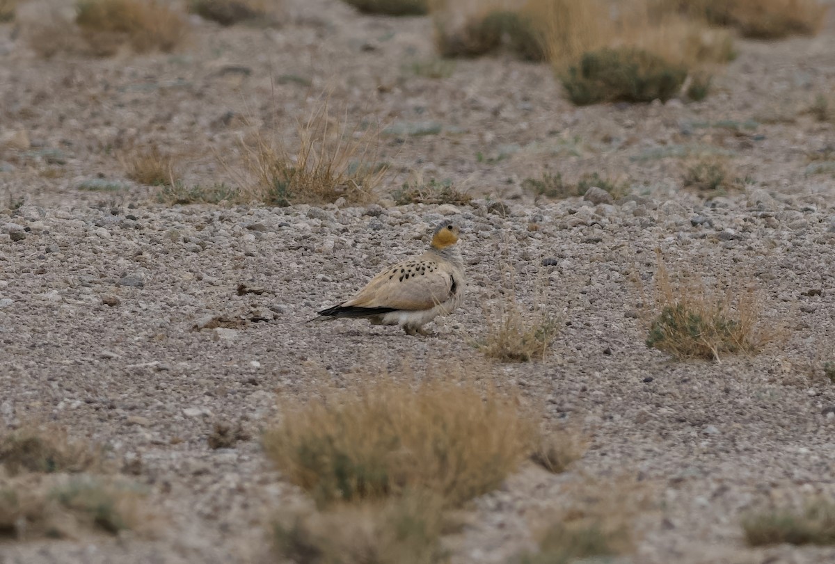 Tibetan Sandgrouse - ML637448203