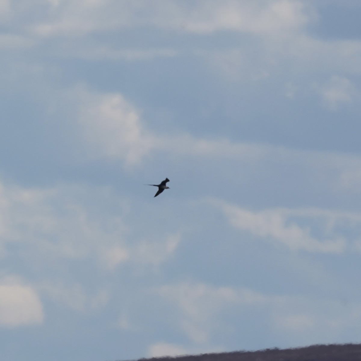 Long-tailed Jaeger - ML637448215
