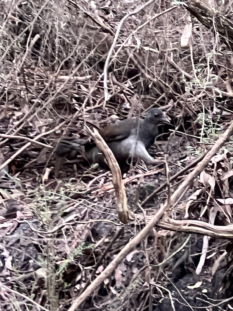 lyrochvost nádherný - ML637448245