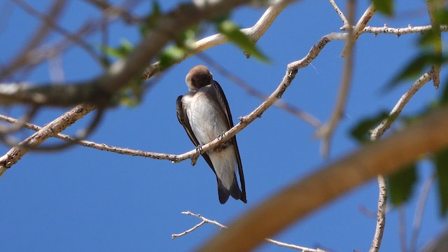 Northern Rough-winged Swallow - ML637448269
