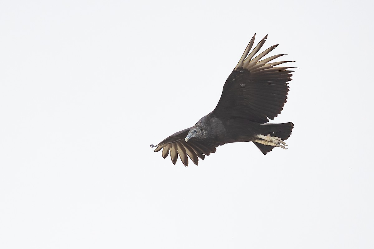 Black Vulture - ML637448274