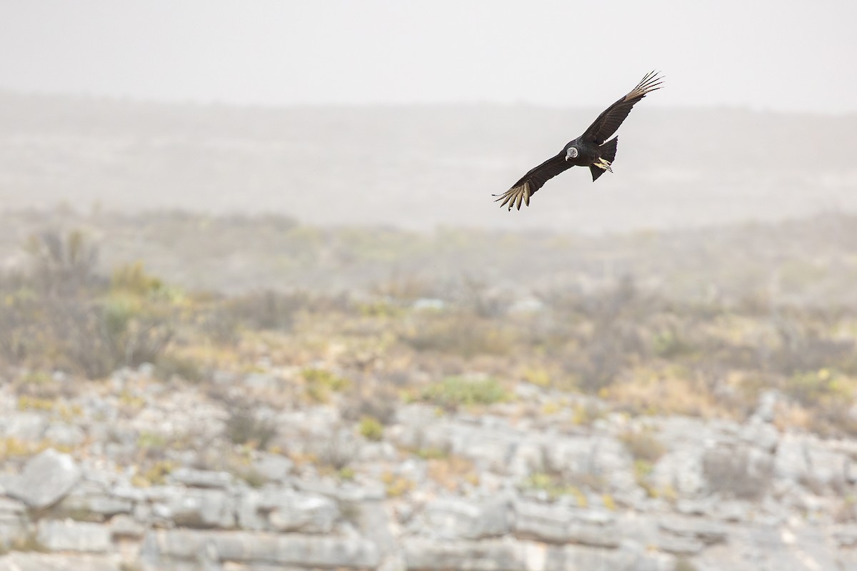Black Vulture - ML637448275