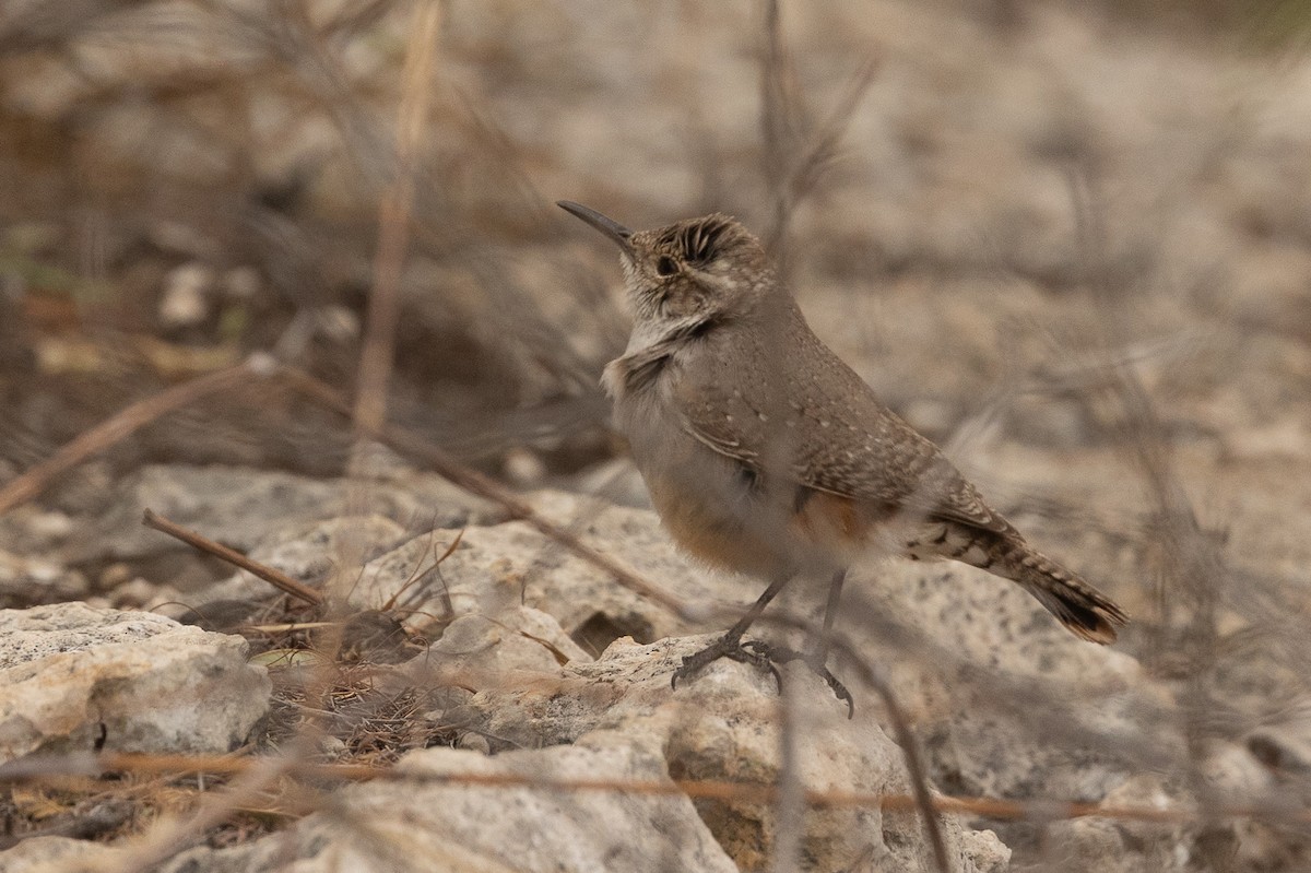 Rock Wren - ML637448276