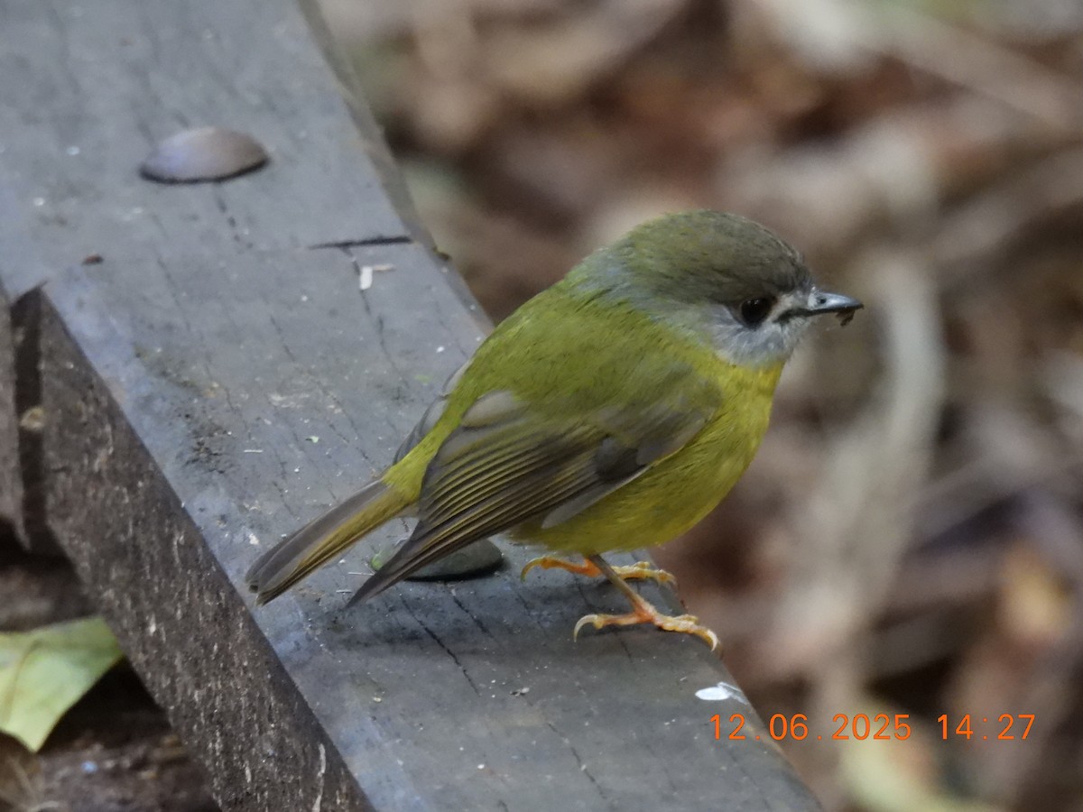 Pale-yellow Robin - ML637448278