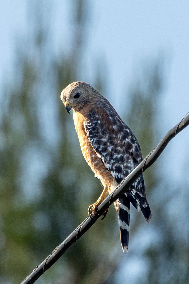 Red-shouldered Hawk - ML637448320