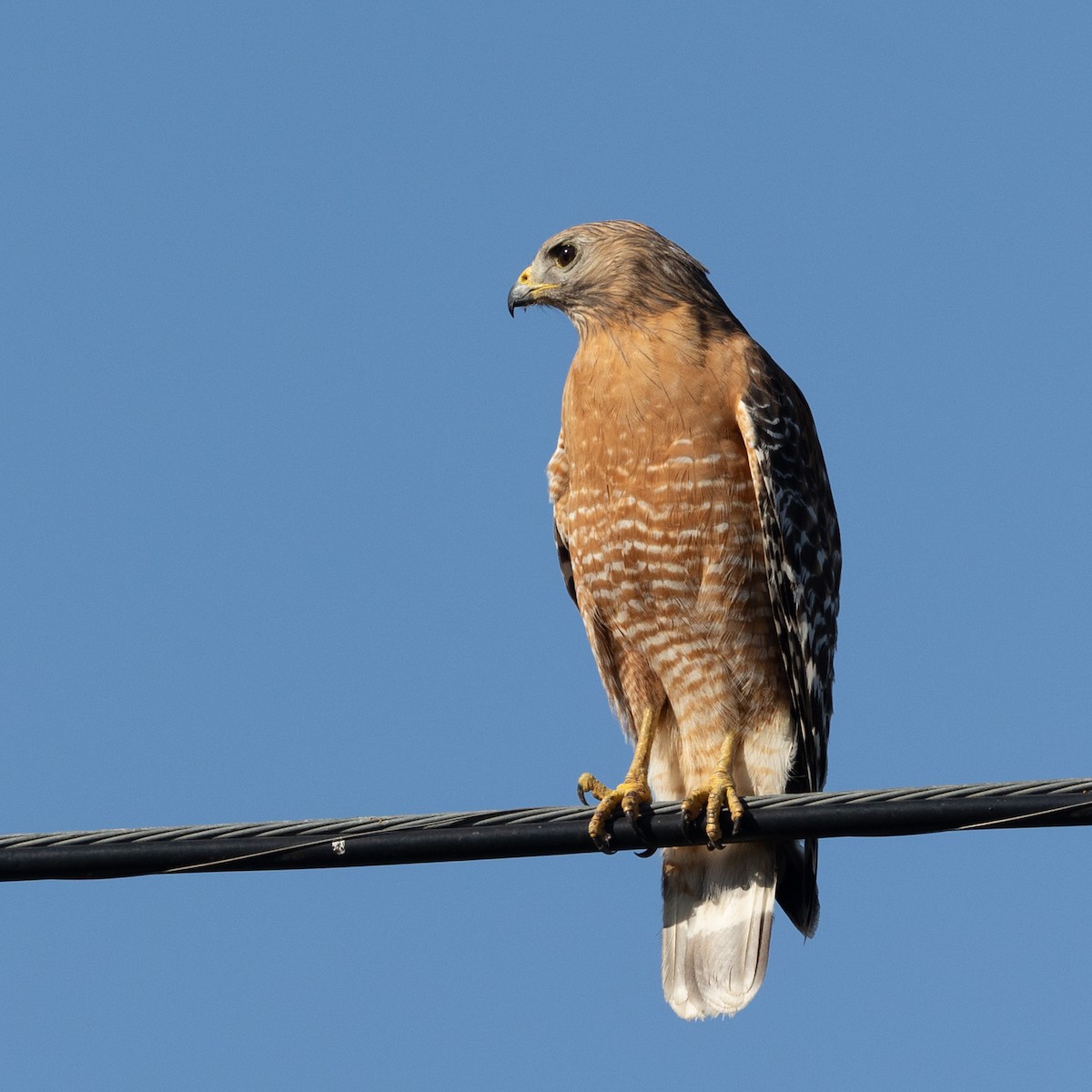 Red-shouldered Hawk - ML637448321