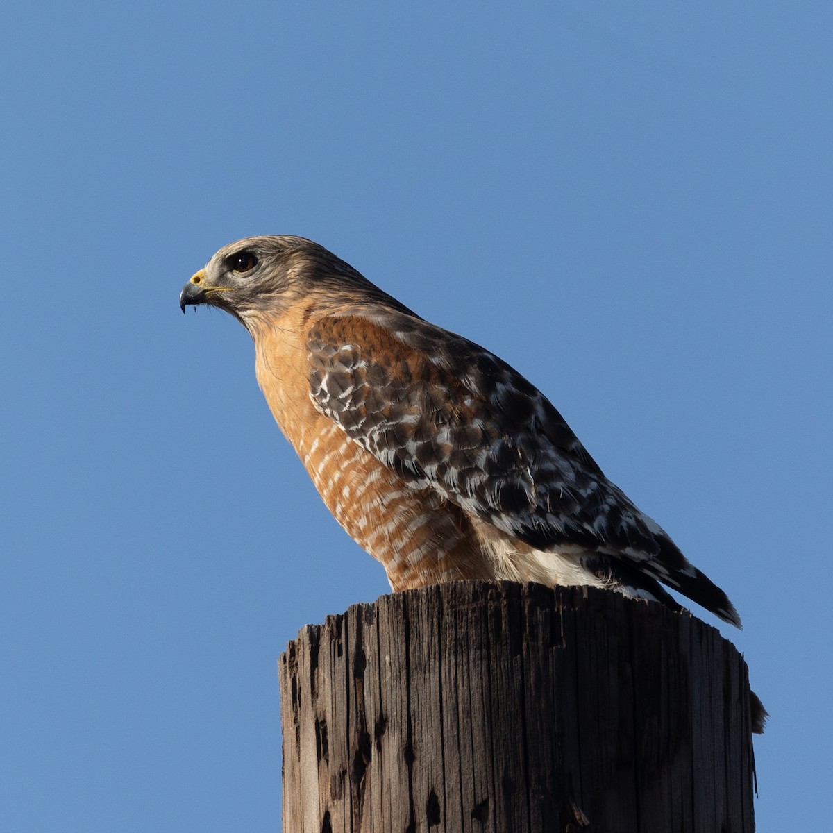 Red-shouldered Hawk - ML637448323