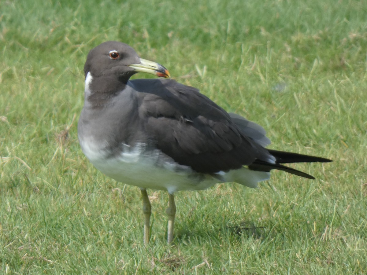 Sooty Gull - ML637448334