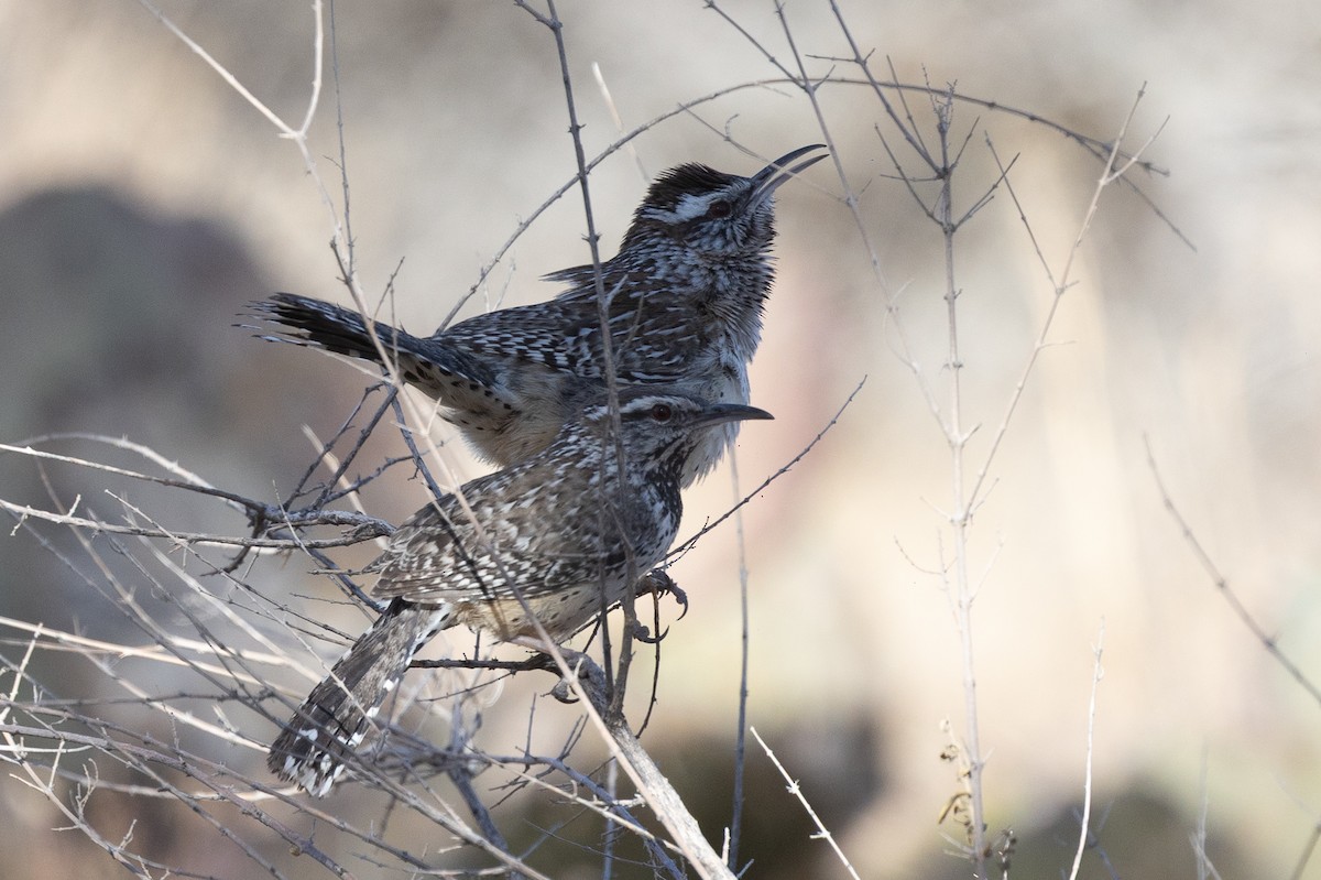Cactus Wren - ML637448351
