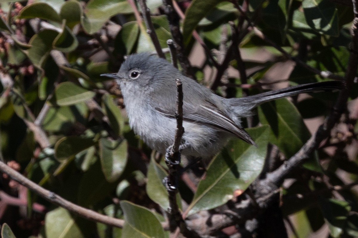 Black-tailed Gnatcatcher - ML637448359