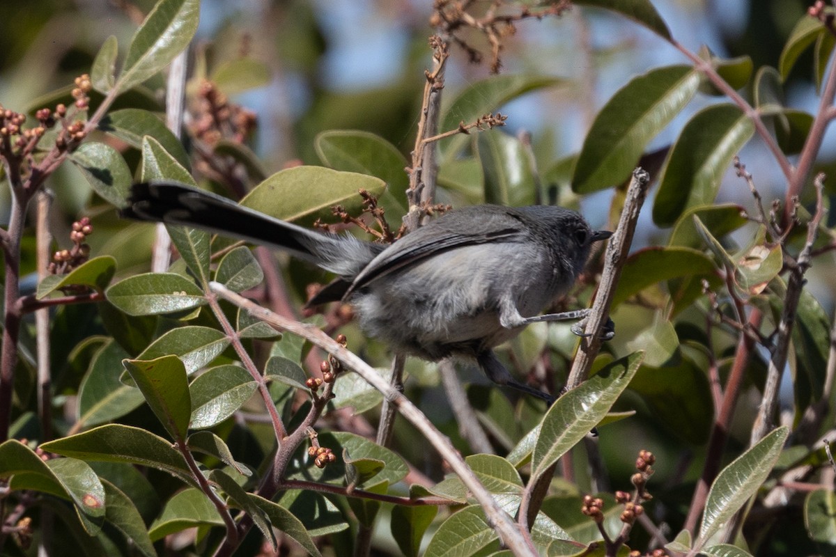 Black-tailed Gnatcatcher - ML637448360