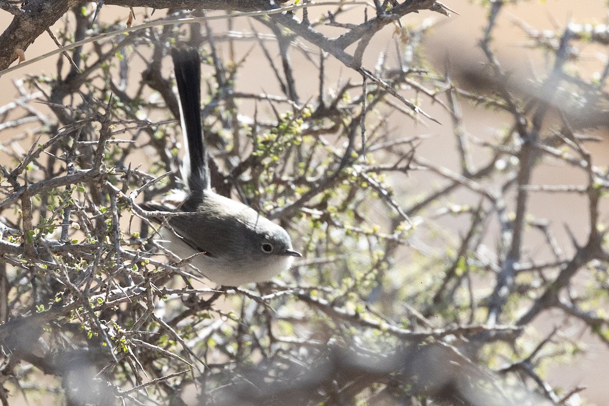 Black-tailed Gnatcatcher - ML637448361