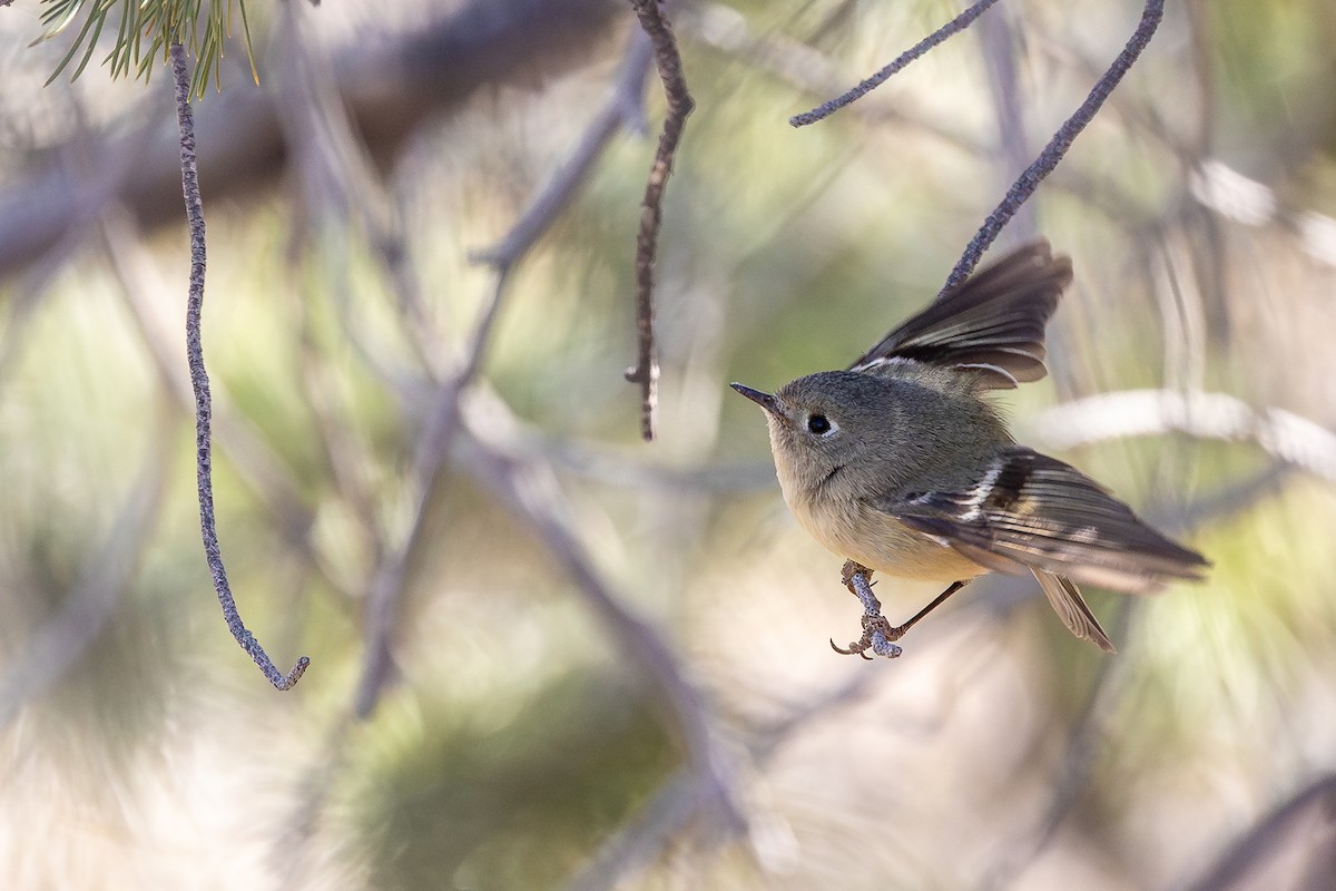 Ruby-crowned Kinglet - ML637448362