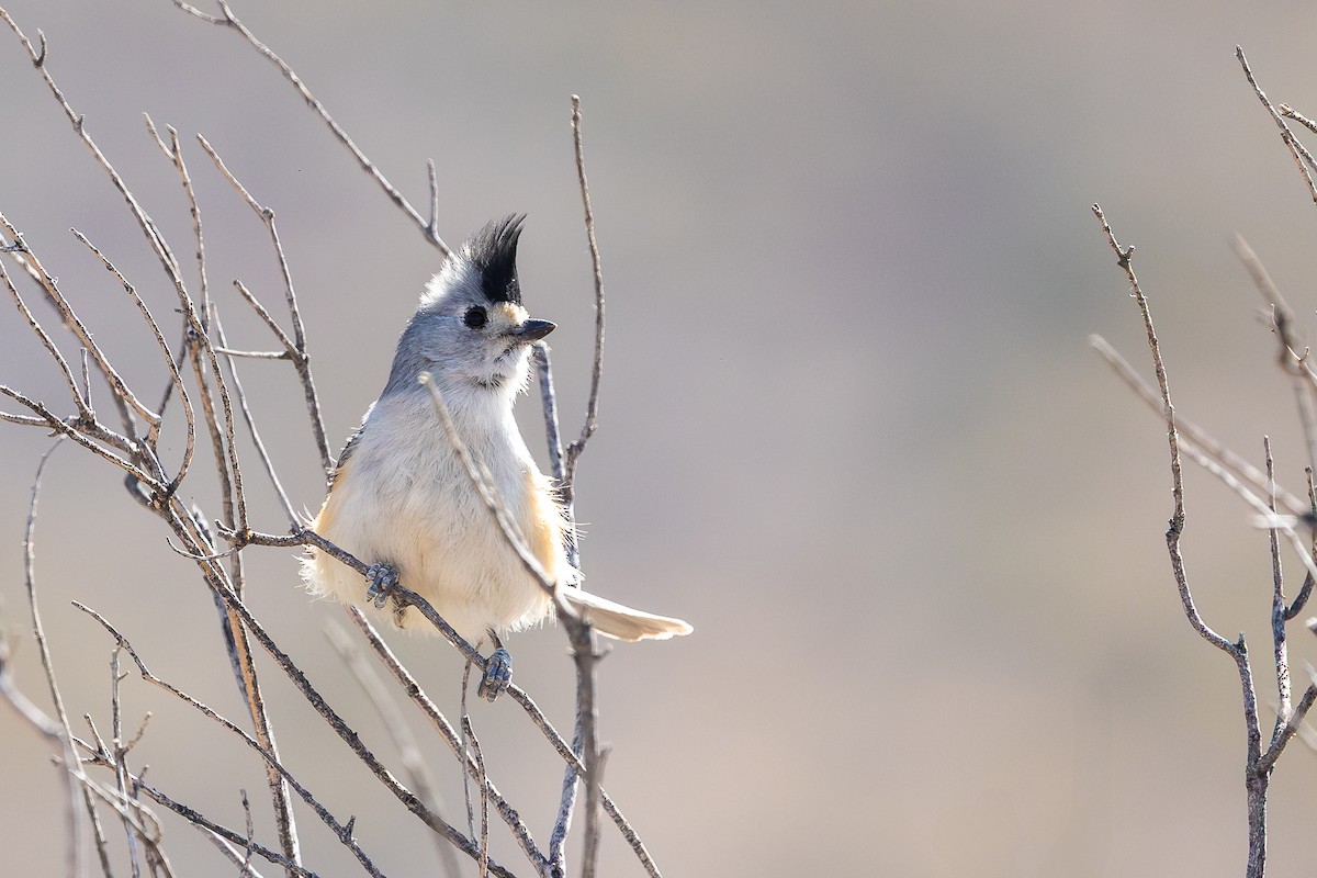 Black-crested Titmouse - ML637448367