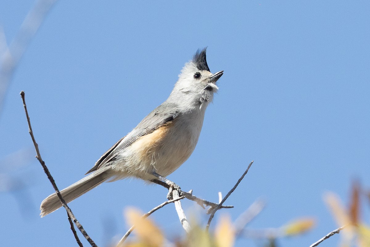 Black-crested Titmouse - ML637448368