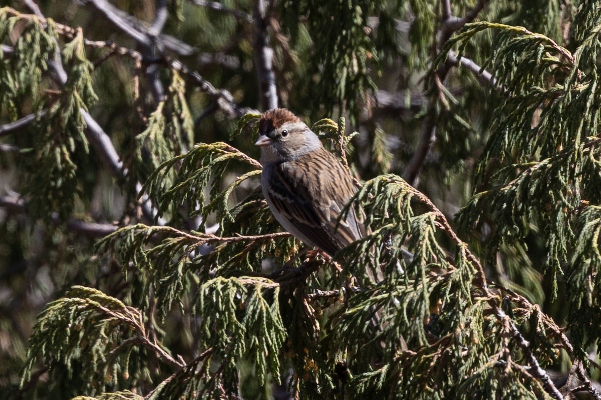 Chipping Sparrow - ML637448370