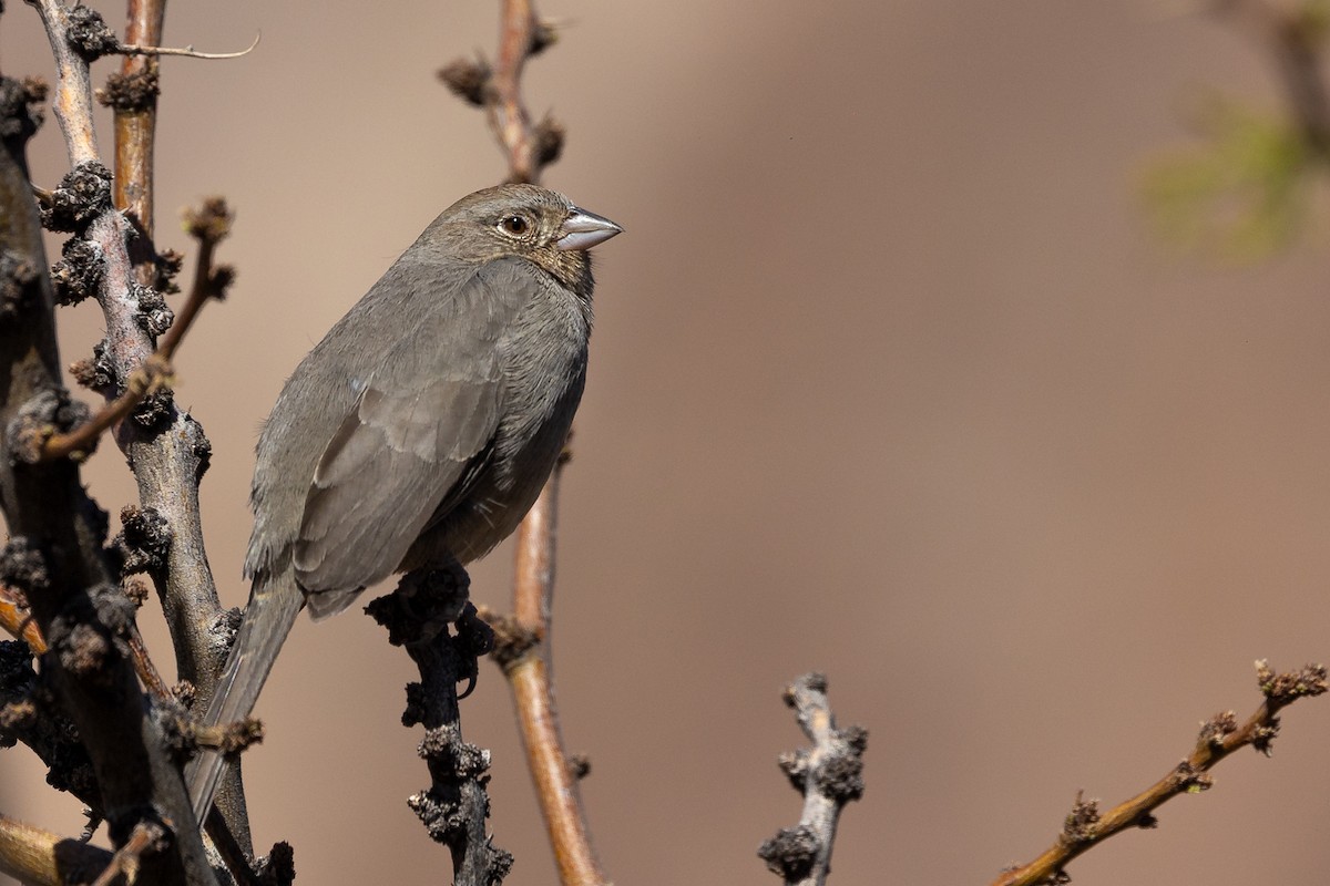 Canyon Towhee - ML637448373