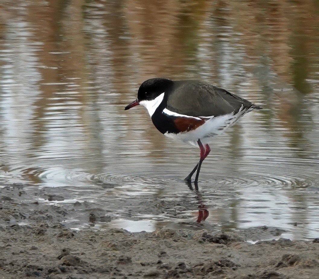 Red-kneed Dotterel - ML637448386