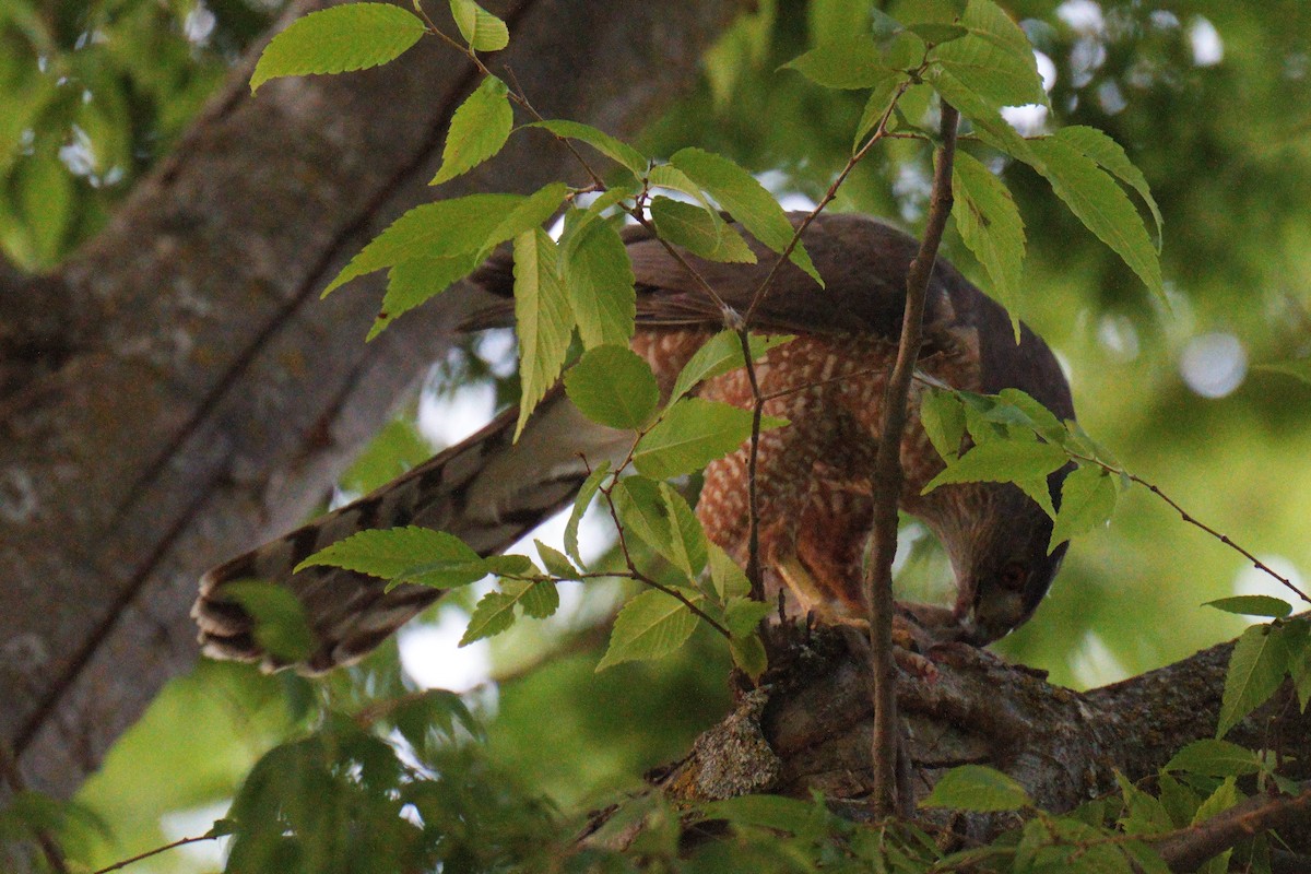 Cooper's Hawk - ML637448398