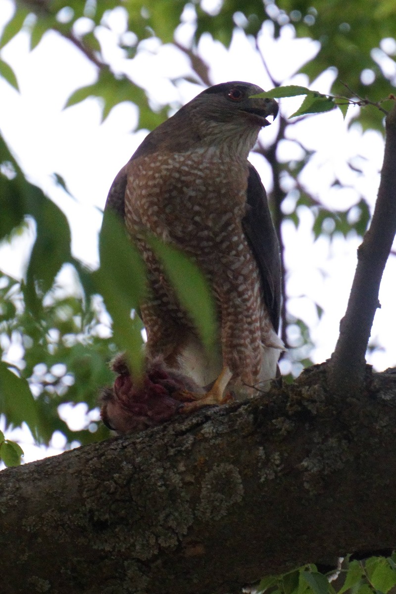 Cooper's Hawk - ML637448403