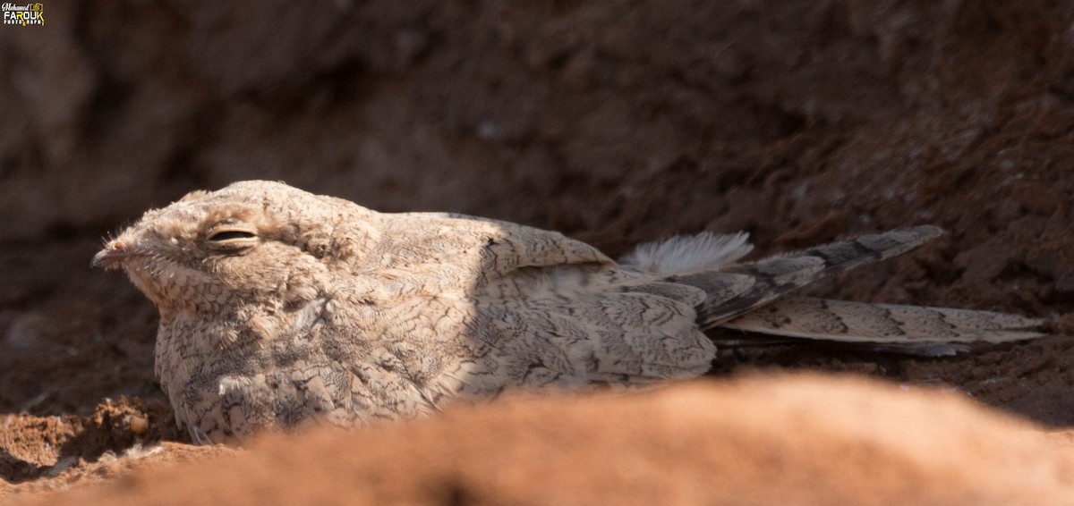 Egyptian Nightjar - ML637448496