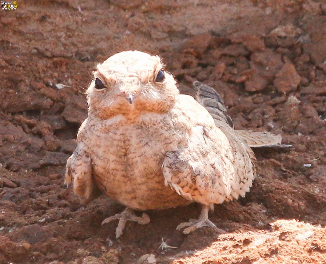 Egyptian Nightjar - ML637448497