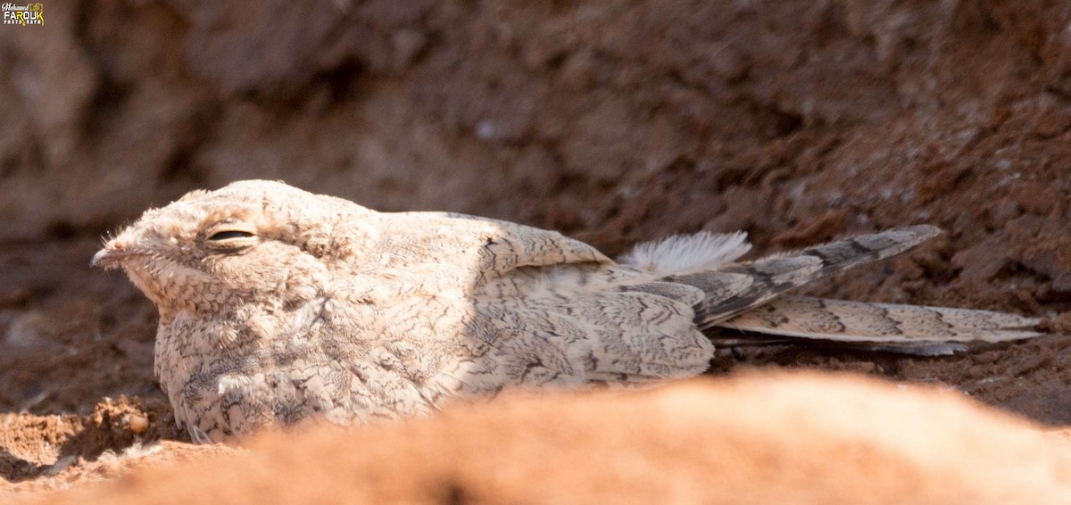 Egyptian Nightjar - ML637448498