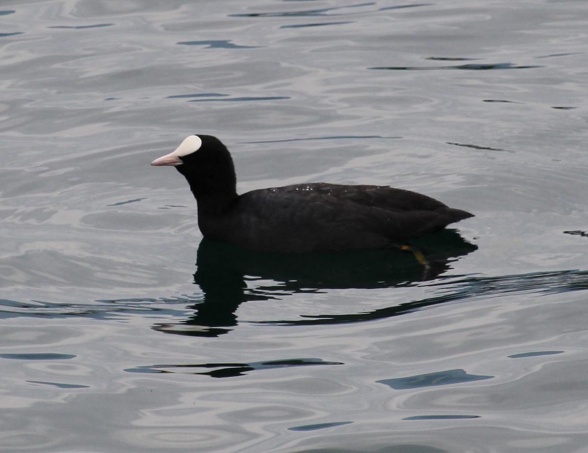 Халзан түнжүүр - ML637448501