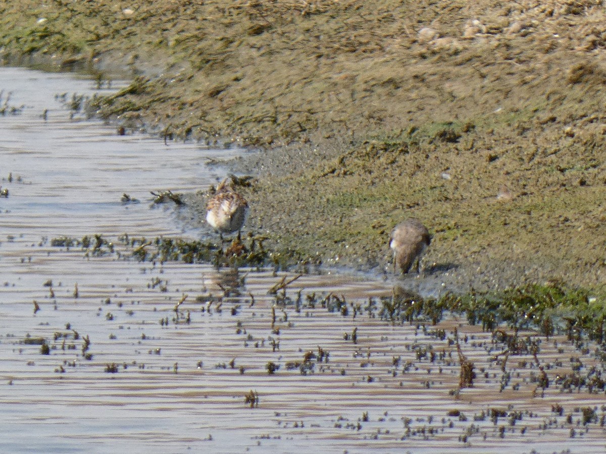 Temminck's Stint - ML637448514