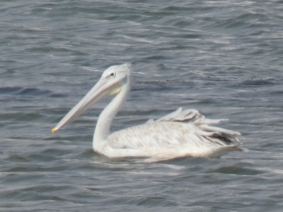 Pink-backed Pelican - ML637448540
