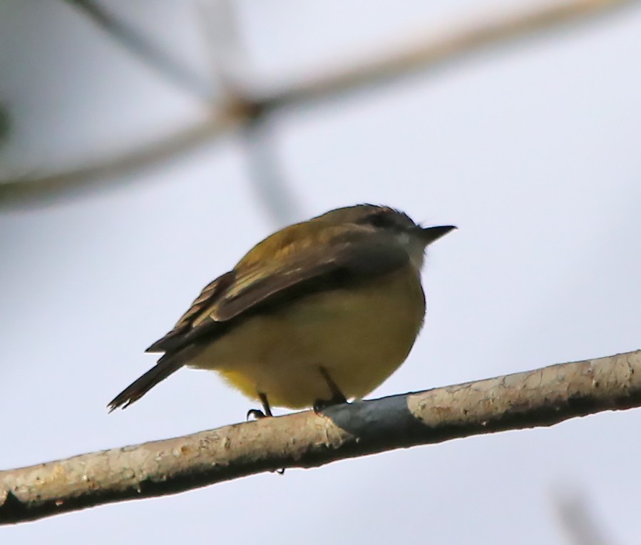 Lemon-bellied Flyrobin - ML637448577